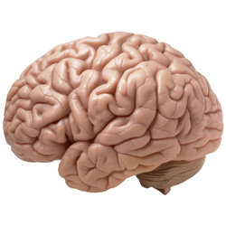 All about the brain